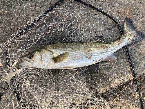 スズキの釣果