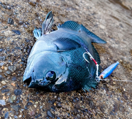 メジナの釣果