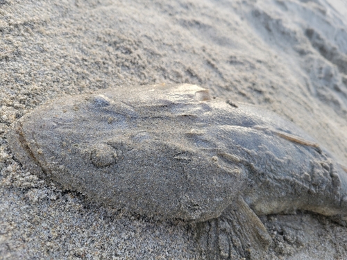 マゴチの釣果