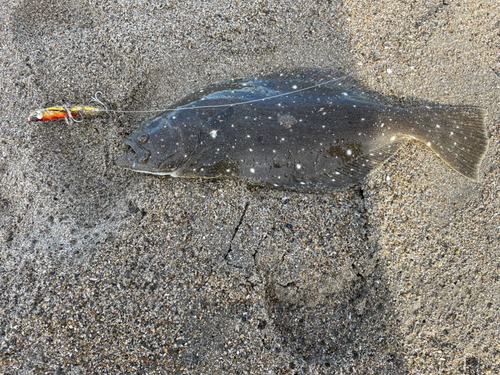 ソゲの釣果