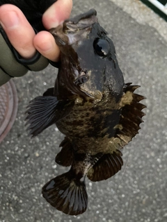 ムラソイの釣果