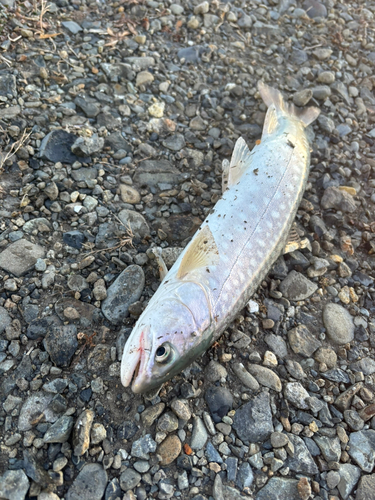 アメマスの釣果