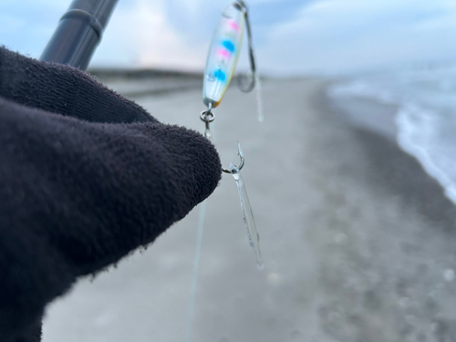 カタクチイワシの釣果