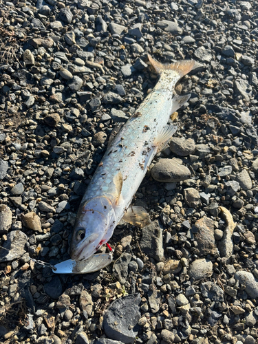 アメマスの釣果