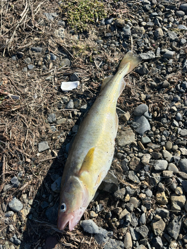 コマイの釣果