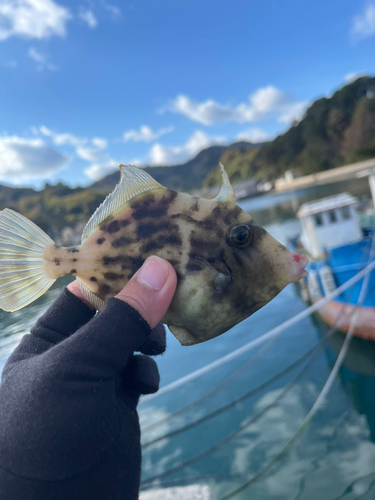 カワハギの釣果