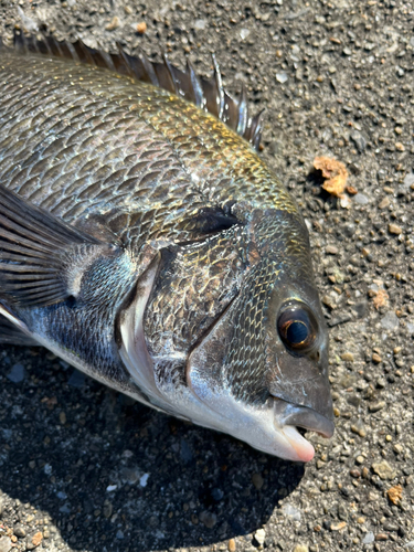 チヌの釣果