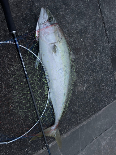 ブリの釣果