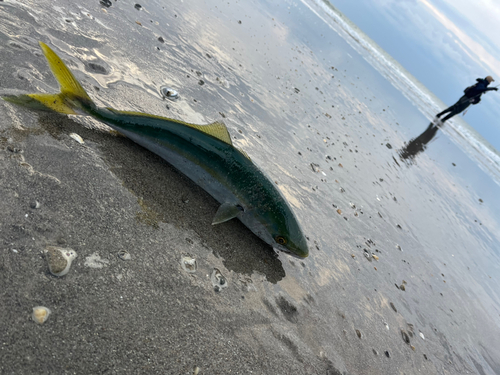 ワカシの釣果