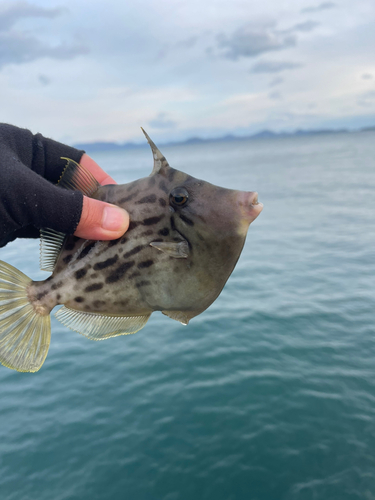 カワハギの釣果