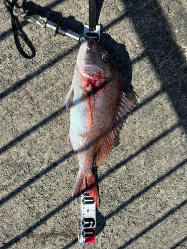 マダイの釣果