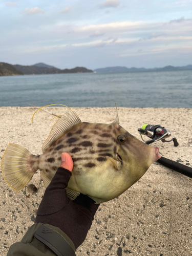 カワハギの釣果