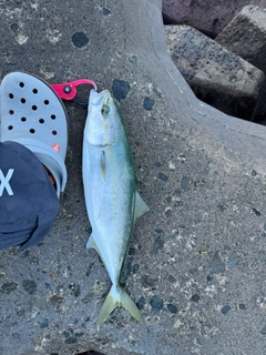 イナダの釣果