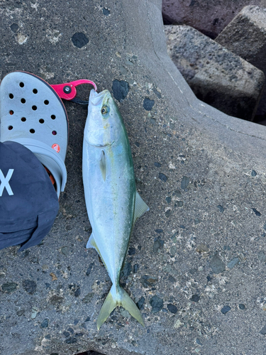 イナダの釣果