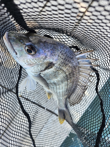 キビレの釣果