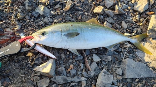 ワカシの釣果