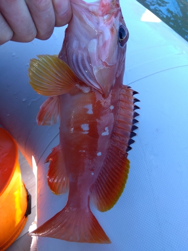 アカハタの釣果