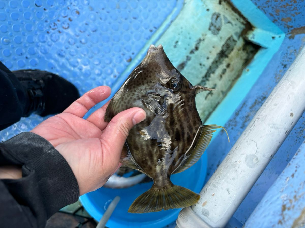ウツボ好きさんの釣果 2枚目の画像