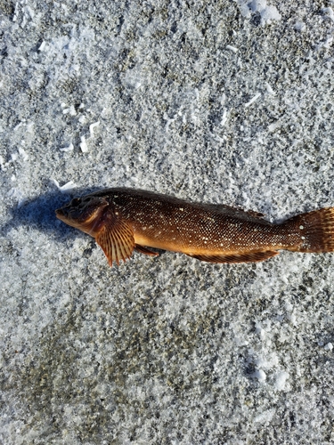 クジメの釣果