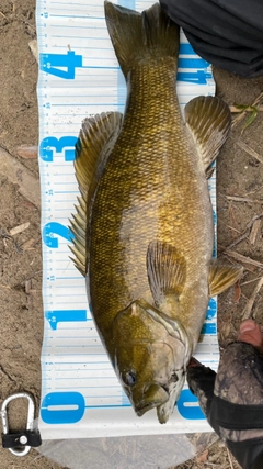 スモールマウスバスの釣果