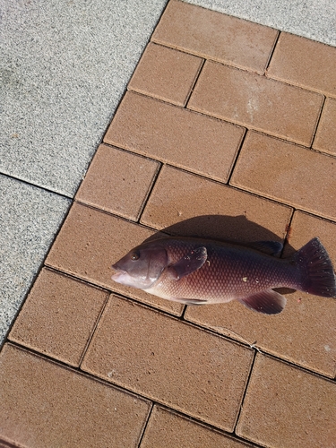 チャリコの釣果