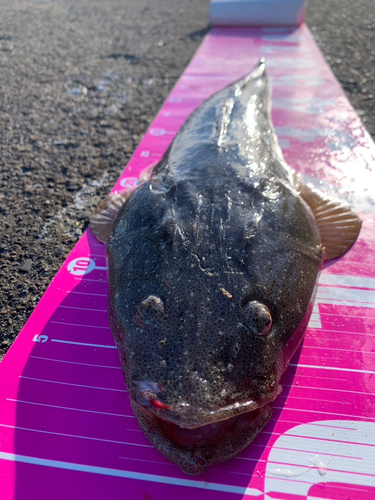 マゴチの釣果