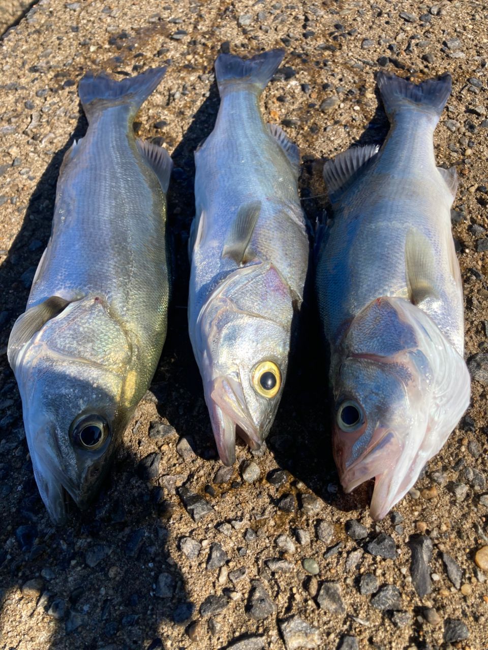 セイゴ（マルスズキ）