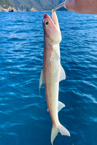 エソの釣果