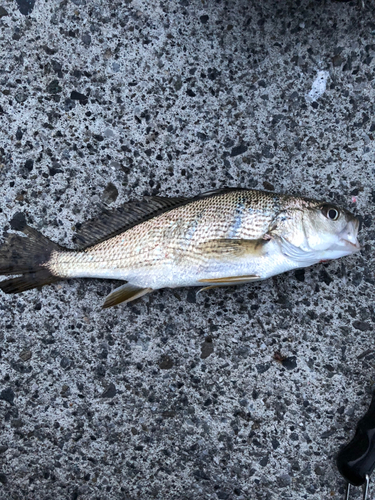 イシモチの釣果