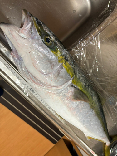 ブリの釣果