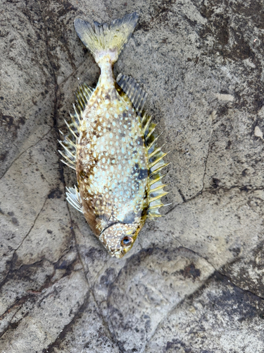 アイゴの釣果