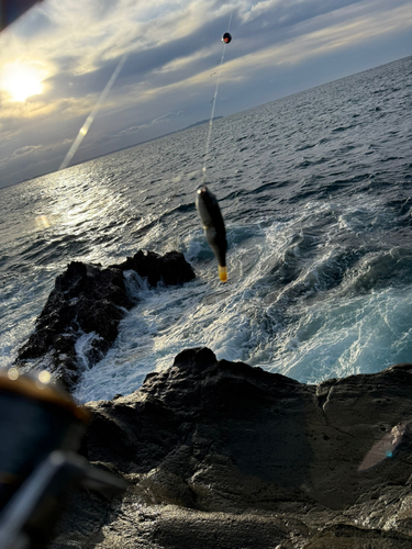 フグの釣果