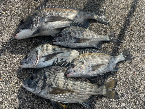 チヌの釣果