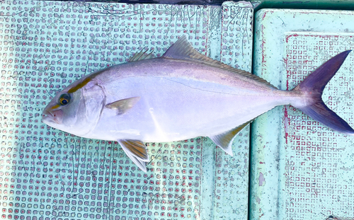 シオの釣果