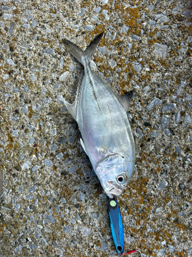 内浦湾（鴨川）