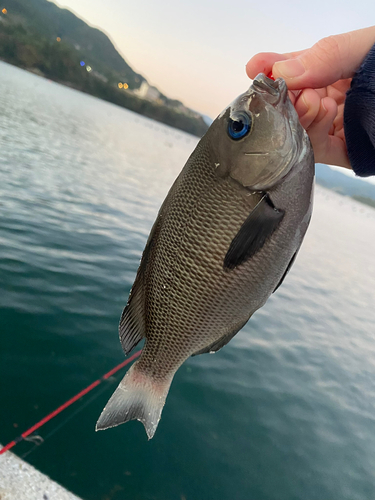 メジナの釣果