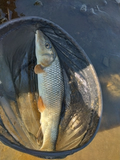 ニゴイの釣果