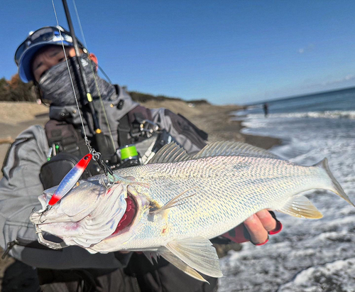 ニベの釣果