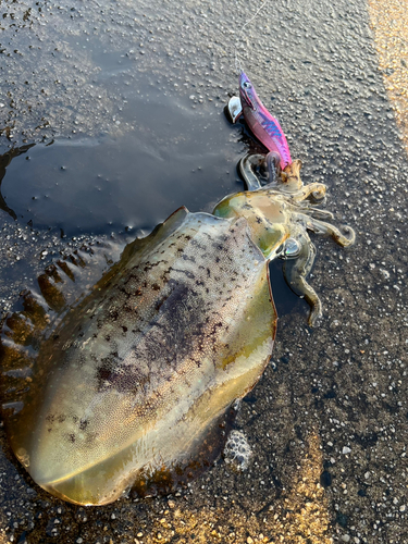 アオリイカの釣果