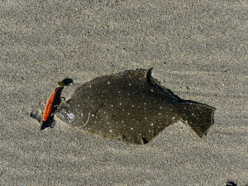 ヒラメの釣果