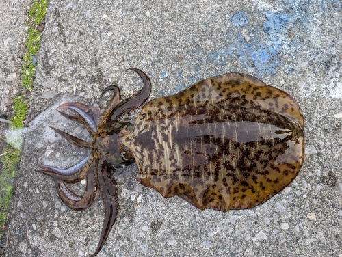 アオリイカの釣果