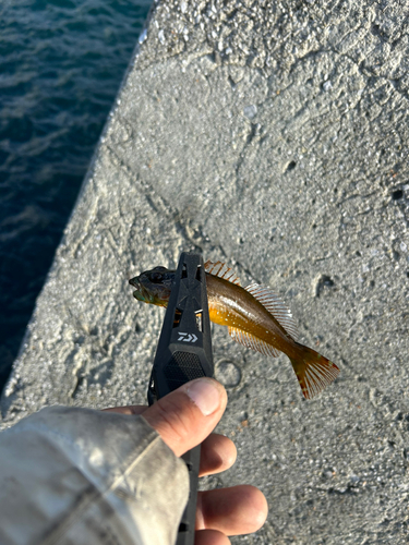 アナハゼの釣果