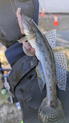 マハゼの釣果