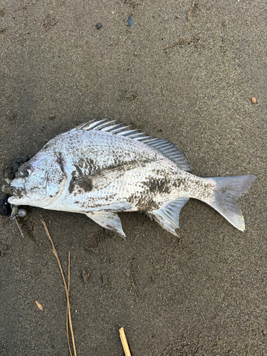 キビレの釣果