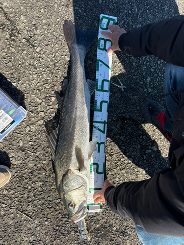 シーバスの釣果