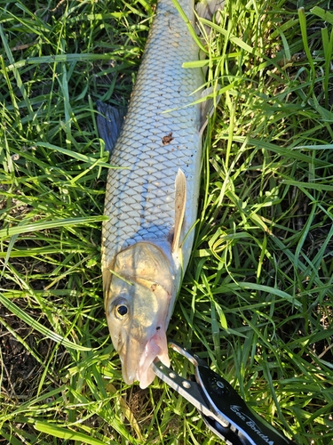 ニゴイの釣果