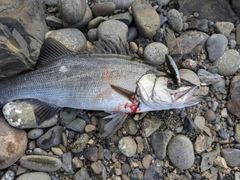 ヒラスズキの釣果