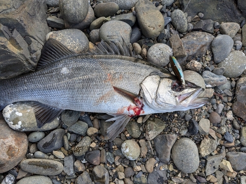 ヒラスズキの釣果