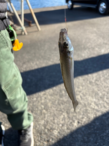 シロギスの釣果