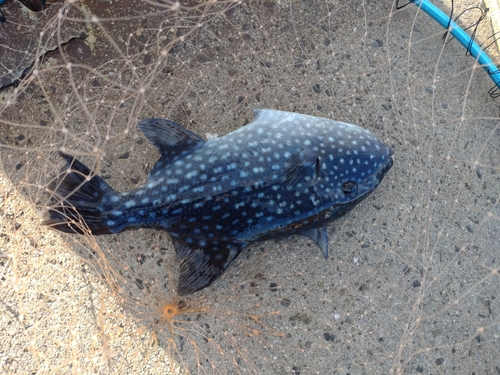 ハモの釣果